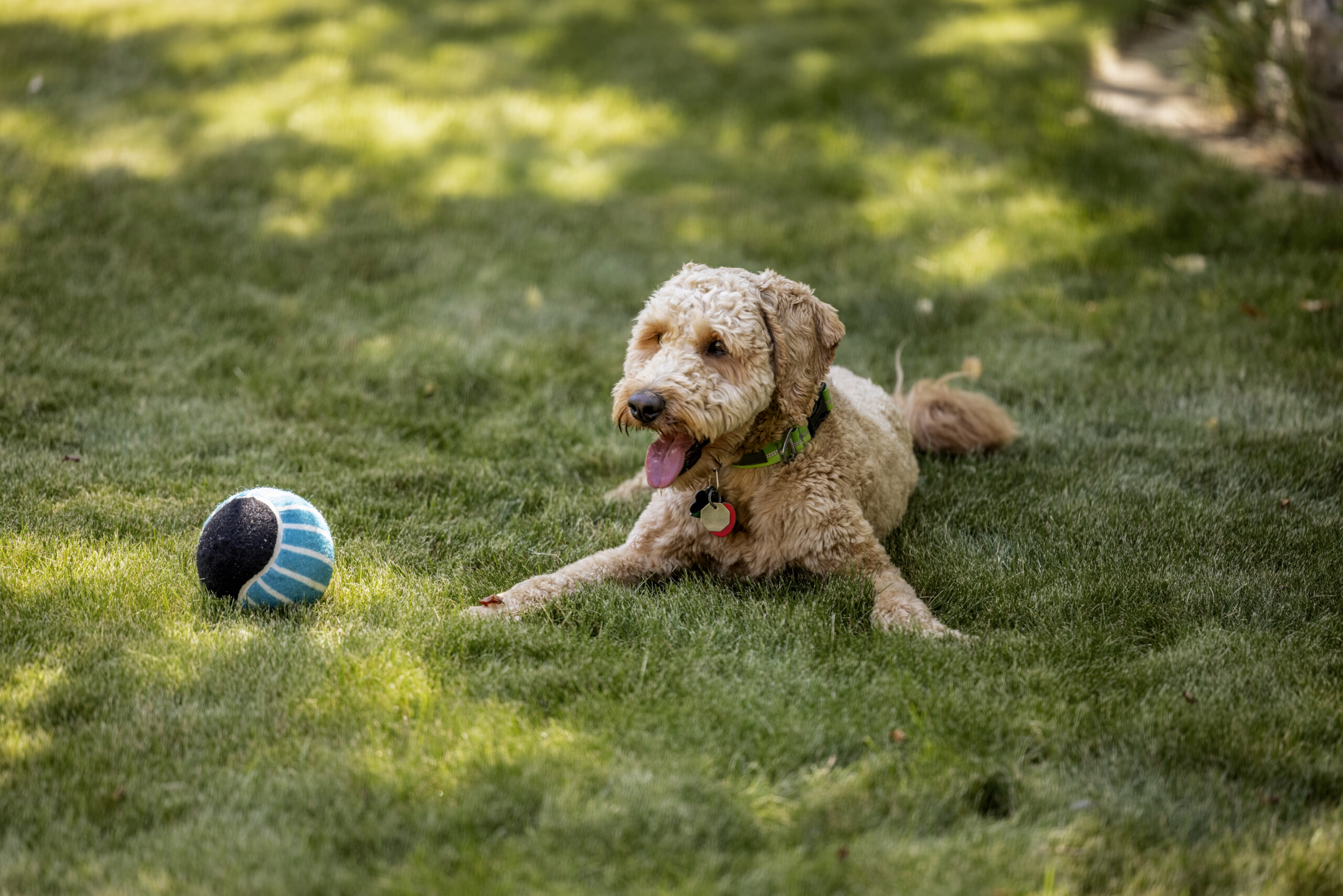 Poodle mix resting outdoors with toy