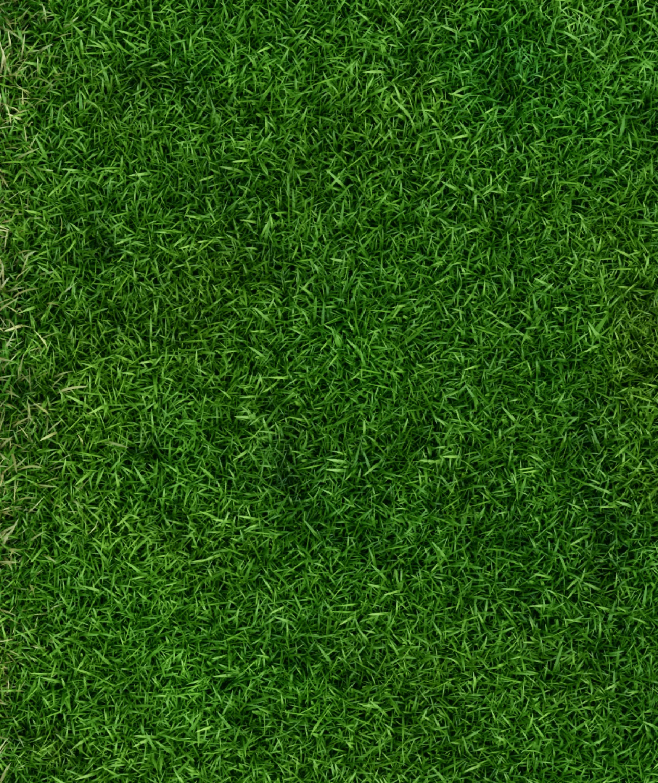 Lush grassy field surface