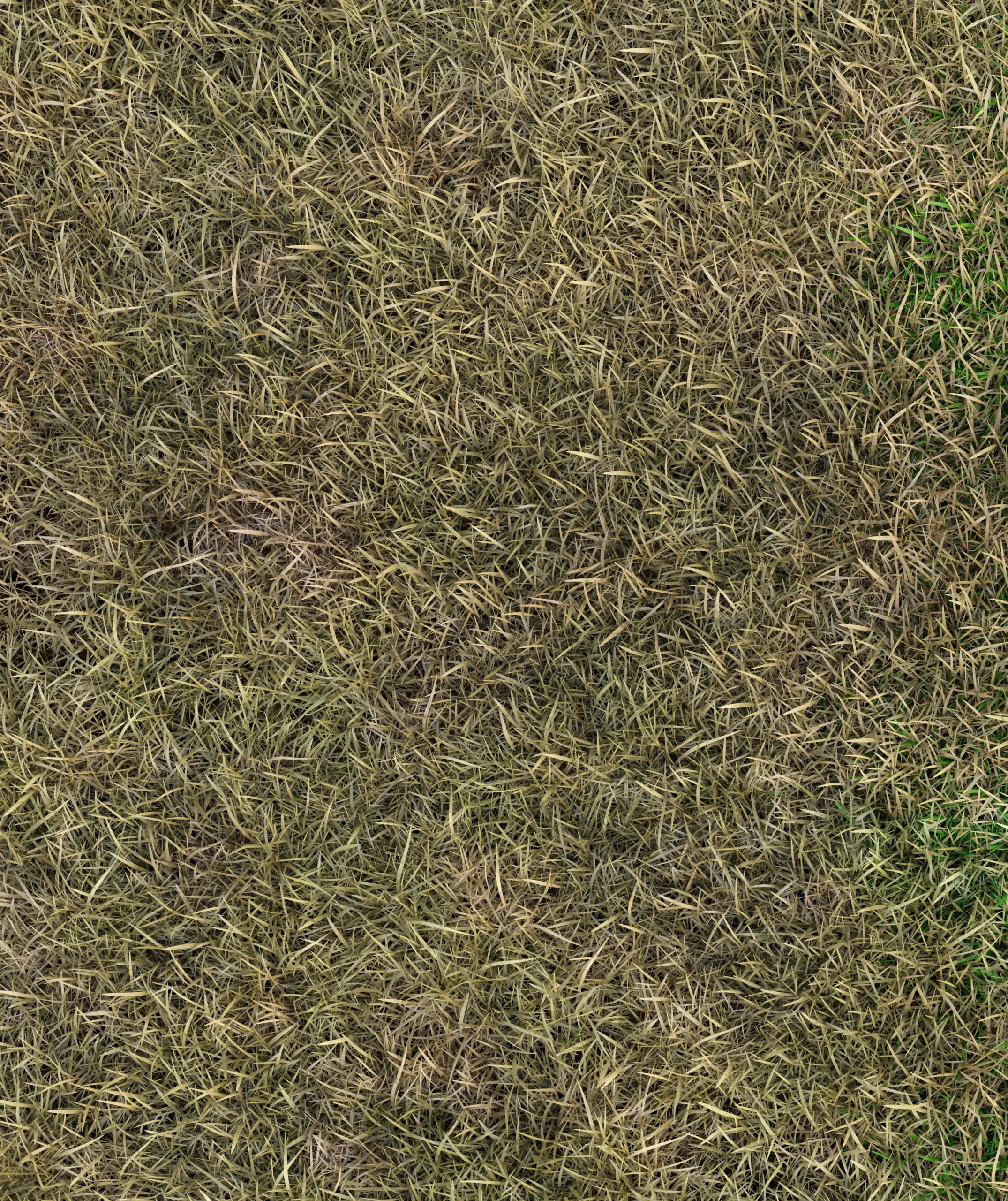 Patchy lawn with brown and green areas