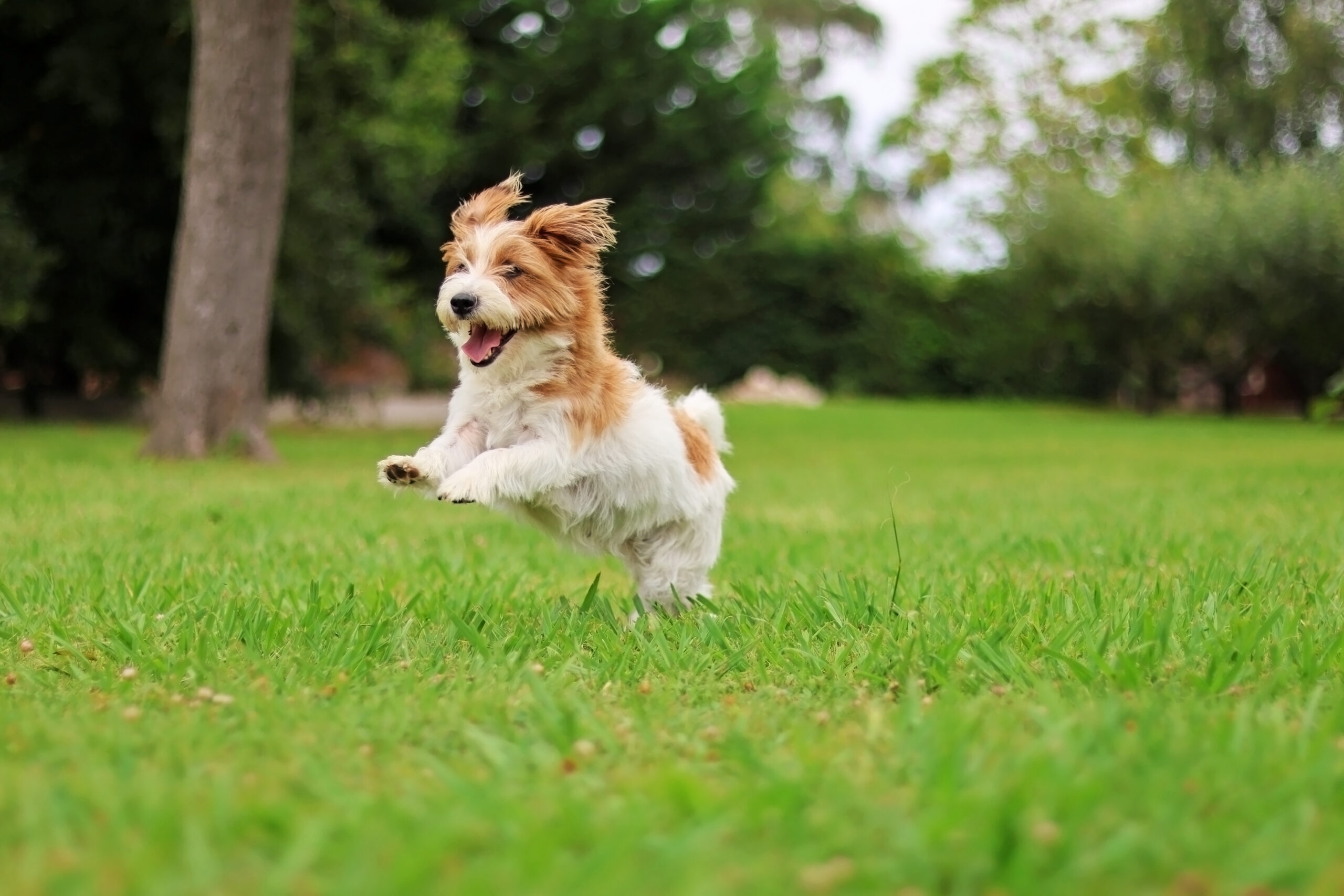 Energetic dog playing outdoors