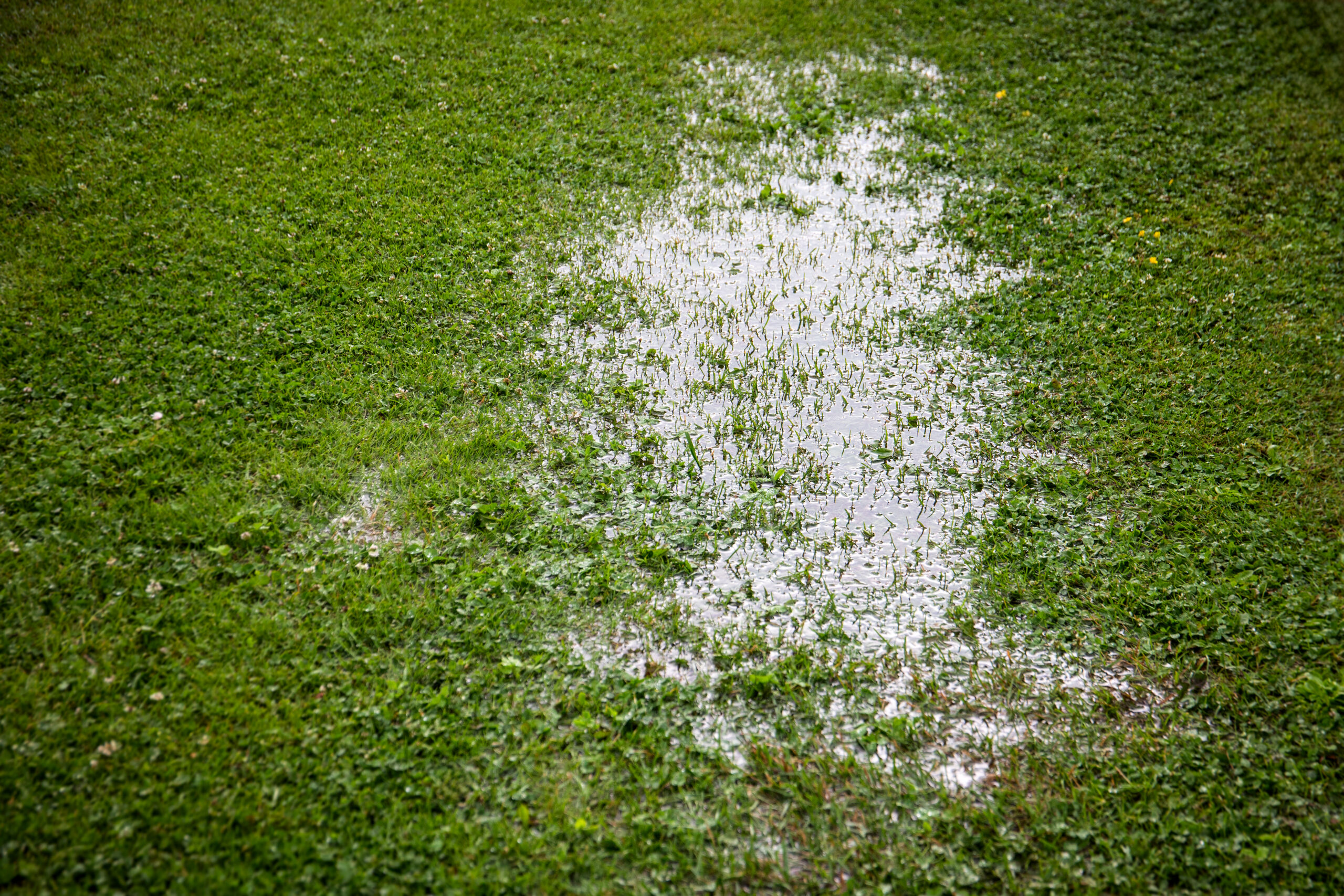 Puddle on green grass