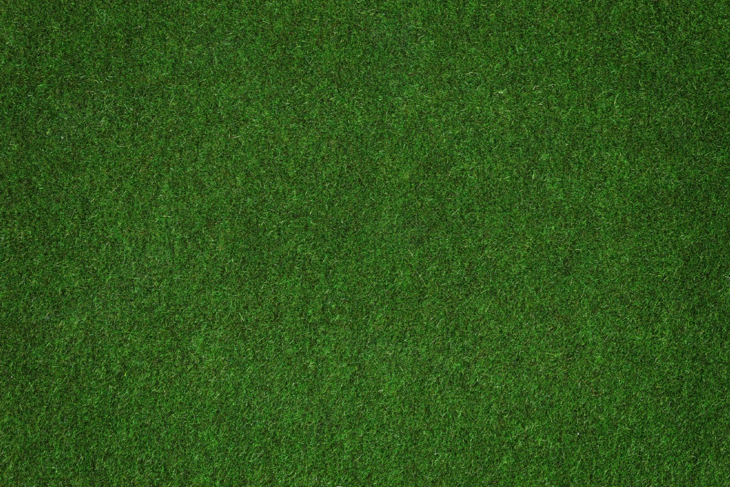 Green grass texture background